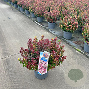 Leucothoe axillaris 'Curly Red' 30-35 cm 5,0L