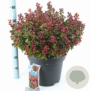 Leucothoe axillaris 'Curly Red' 40-50 cm 15L