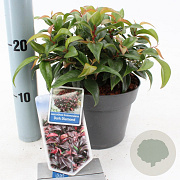 Leucothoe f. Dark Diamond 20-25 cm 2,0L