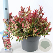 Leucothoe f. Dark Diamond 35-40 cm 5,0L