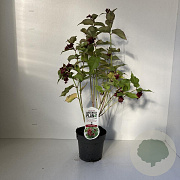Leycesteria formosa 30-40 cm 2,0L