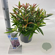 Leucothoe keiskei Burning Love 25-30 cm 2,0L