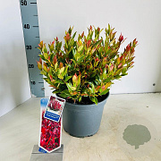 Leucothoe 'Little Flames' 35-40 cm 5,0L