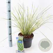 Lomandra longifolia White Sands 40-50 cm 5,0L