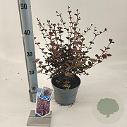 Lophomyrtus ralphii Black Pearl 25-30 cm 2,0L
