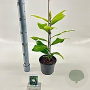 Magnolia grandiflora 50-60 cm 2,0L