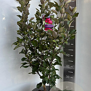 Malus trans. Appletini 100-120 cm 10L