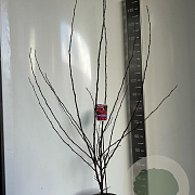 Malus 'Veitch's Scarlet' 100-120 cm 10L