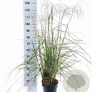 Miscanthus sin. Pink Cloud GM 6,5L