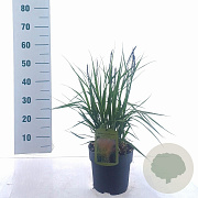 Molinia arund. 'Karl Foerster' 50-80 cm P19