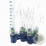 Molinia caerulea 'Black Arrows' 75-80 cm 2,0L
