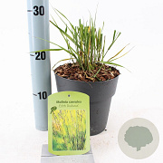 Molinia caerulea 'Edith Dudszus' 40-70 cm 2,0L