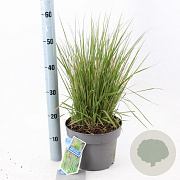 Molinia caerulea 'Edith Dudszus' 50-80 cm 6,5L