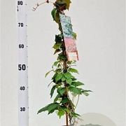 Parthenocissus tr. 'Veitchii' 70-80 cm P15 met stok