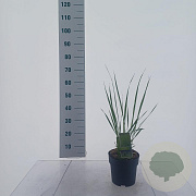 Panicum virgatum 'Northwind' 30-50 cm 3,0L