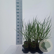 Panicum virgatum 'Squaw' 30-60 cm 2,0L