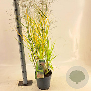 Panicum virgatum 'Squaw' 60-90 cm 6,5L