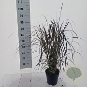 Pennisetum advena 'Rubrum' 25-30 cm 2,0L