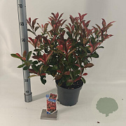 Photinia fraseri Carré Rouge 60-70 cm 5,0L