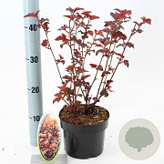 Physocarpus opulif. Lady in Red 30-40 cm 2,0L