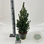 Picea gl. 'December' 50-55 cm 3,0L