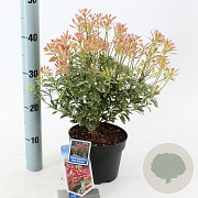 Pieris jap. Polar Passion 25-30 cm 3,0L