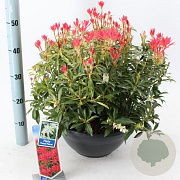 Pieris 'Forest Flame' 30-40 cm 10L