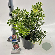Pieris 'Flaming Silver' 25-35 cm 5,0L