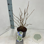 Prunus incisa 'Kojou-no-mai' 25-30 cm 2,0L
