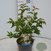 Prunus nipponica 'Brillant' 40-50 cm 3,0L