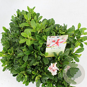 Rhododendron Enc. Autumn Starburst 30-35 cm 5,0L