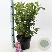 Rhododendron (AV) 'Jolie Madame' 30-40 cm 5,0L