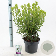 Rhododendron viscosum 30-40 cm 5,0L