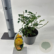 Rosa (T) Candella 15-20 cm P15
