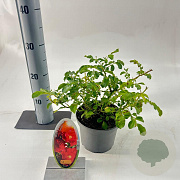 Rosa (H) Matador 15-20 cm P15