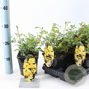 Rosa Spelarosa Dolly Dot 10-15 cm C1.5