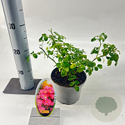 Rosa (H) Stadt Rom 15-20 cm P15