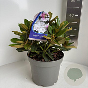 Rhododendron (Y) 'Schneekrone' 30-40 cm 5,0L