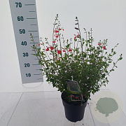Salvia micr. 'Hot Lips' 20-25 cm 2,0L