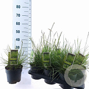 Sesleria autumnalis 25-30 cm 2,0L