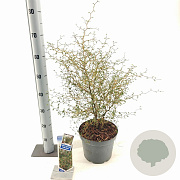 Sophora 'Little Baby' 40-50 cm 5,0L