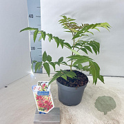 Sorbaria s. Crimson Feather 30-40 cm 2,0L