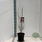 Syringa microphylla 'Superba' 40-60 cm 4,0L