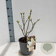 Syringa v. 'Mme Florent Stepman' 30-40 cm 2,0L