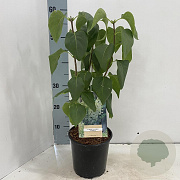 Syringa v. 'Primrose' 30-40 cm 2,0L