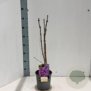 Syringa v. 'Ruhm von Horstenstein' 30-40 cm 2,0L