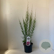 Tamarix ramos. 'Pink Cascade' 40-50 cm 3,0L
