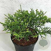 Thujopsis dolabrata 'Nana' 15-20 cm 3,0L