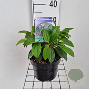 Viburnum davidii 25-30 cm 3,0L