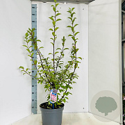 Viburnum farreri 140-150 cm 10L